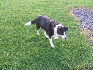 Iona 032dog