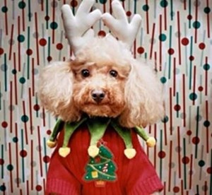 we christmas dog
