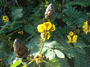 Spanish flower