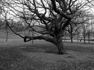 Kelvingrove Park