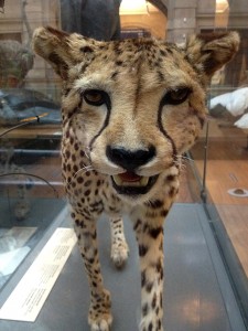 Leopard in Kelvingrove Art Gallery