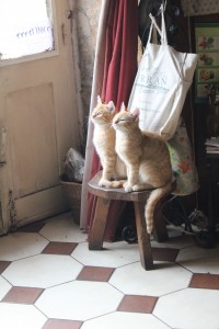 cats waiting