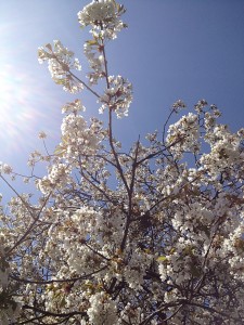 cherry blossom