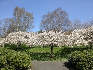 Cherry blossom