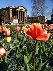 Tulips