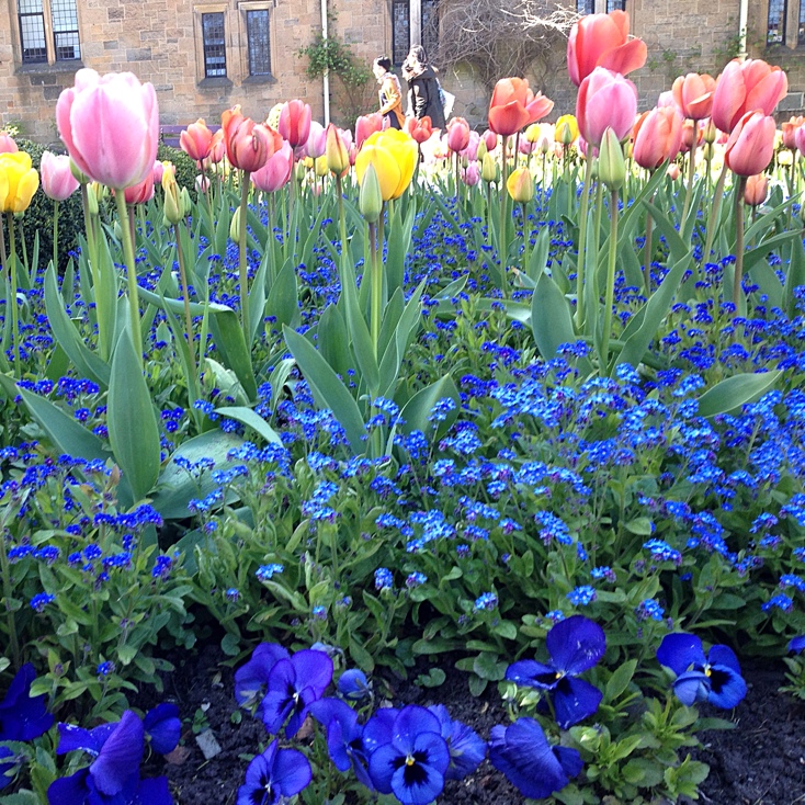 Tulips from Glasgow