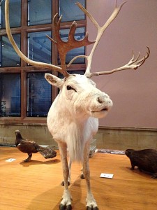 Rheindeer Kelvingrove Art Gallery