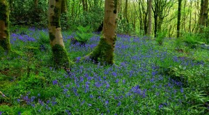 bluebell wood