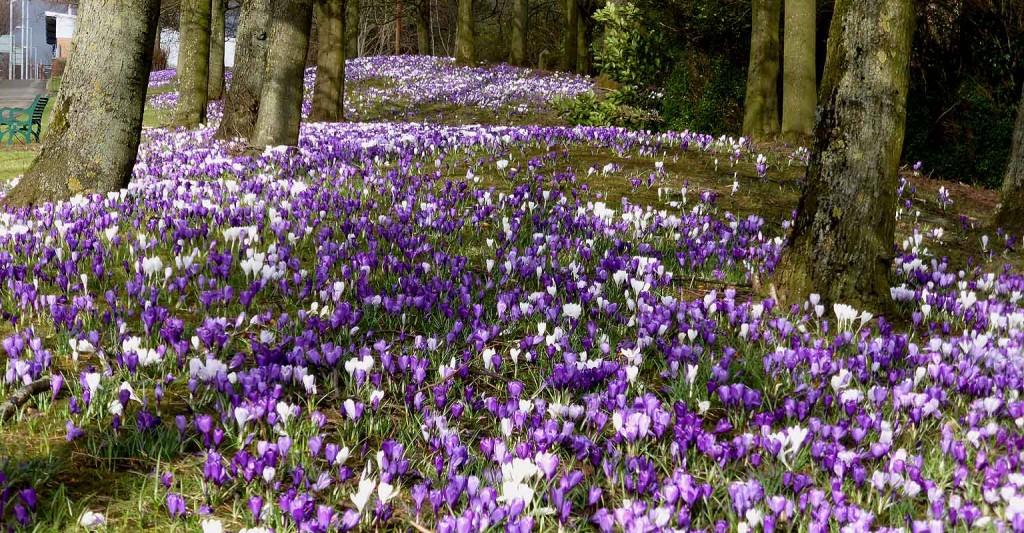 Crocus Grove. Glasgow