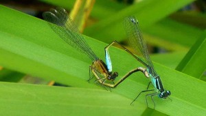 Male and Female Damsel Flies Mating