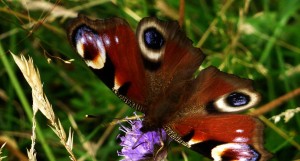 Peacock Butterfly Feeding