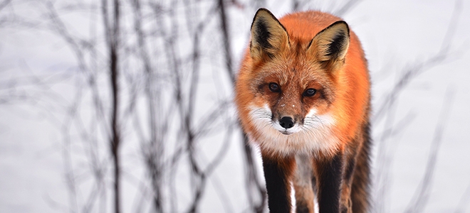 fox