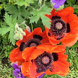Big red poppies
