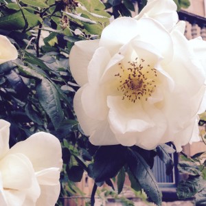 White roses