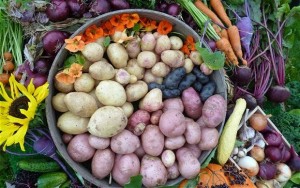 urban roots househillwood  harvest