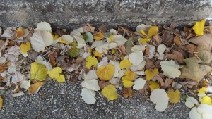 autumn leaves 1