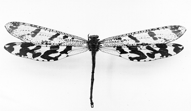 dragonfly2_the_nature_of_art_nouveau_small