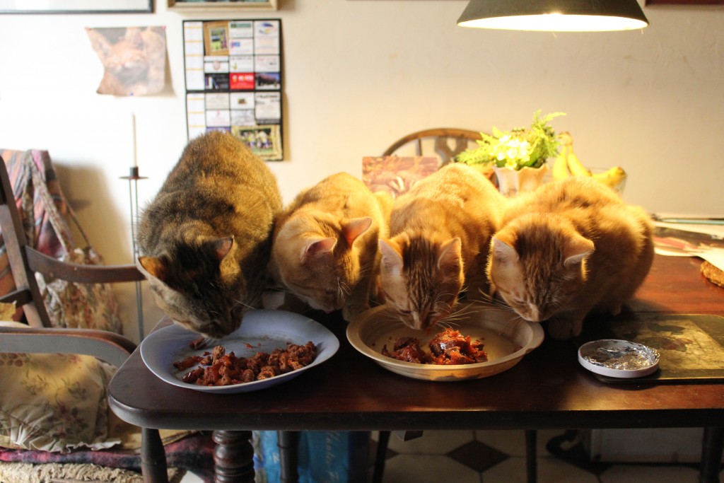 kittens