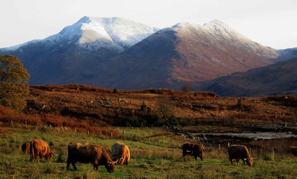 Highland Cattle and Ben Starav. Loch Etive.