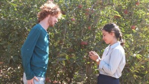 apples from the desert