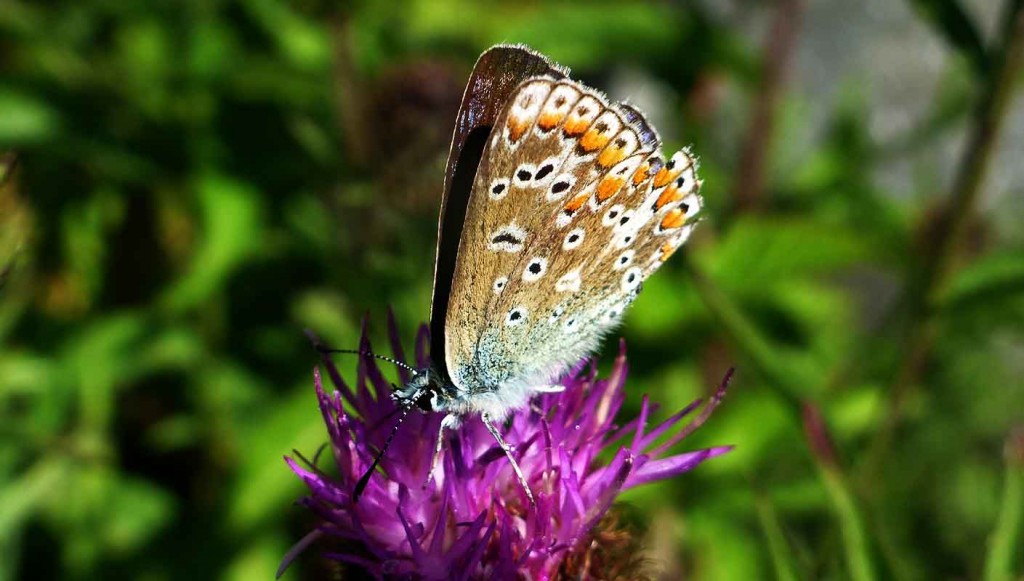 Common Blue Butterfly. Outside Wing Pattern.