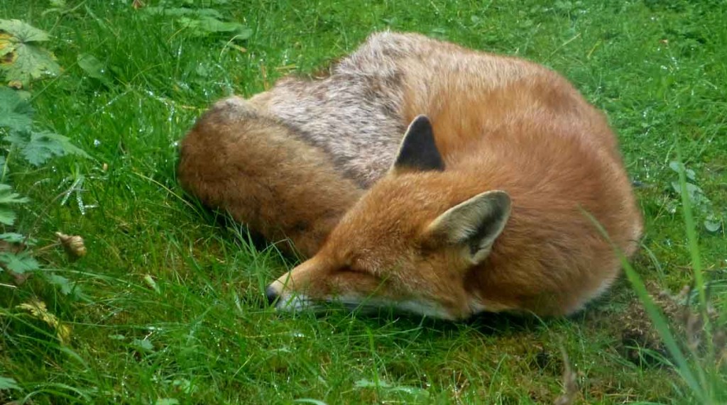 Creeping up on Urban Fox