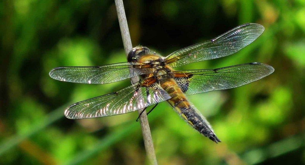 Dragonfly on Stick