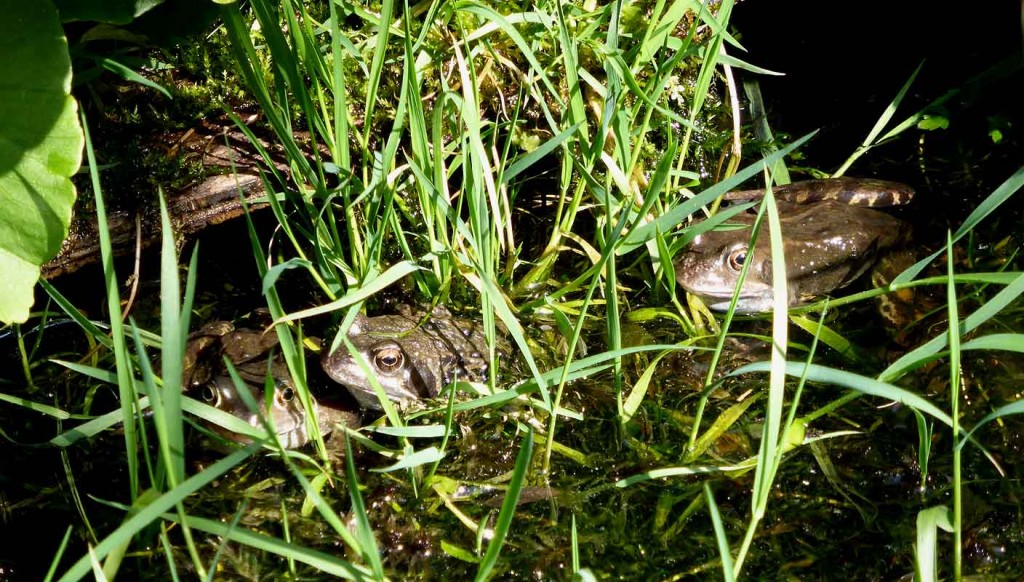 Frogs in Pond