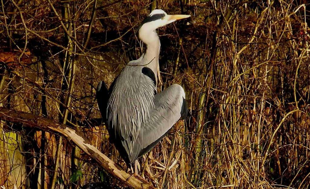 Heron Drying Its Wings