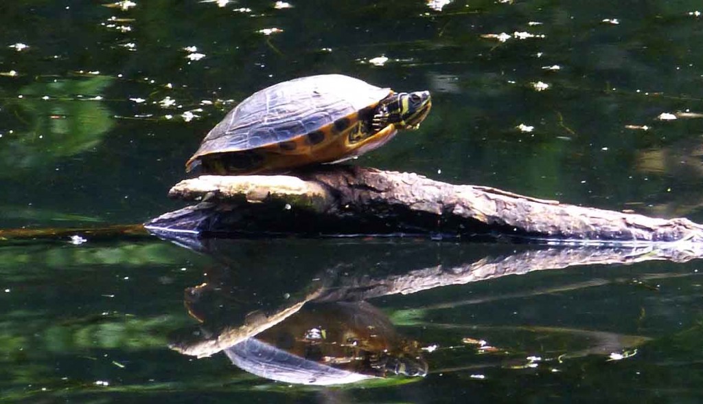 Red-eared Terrapin in a Pond