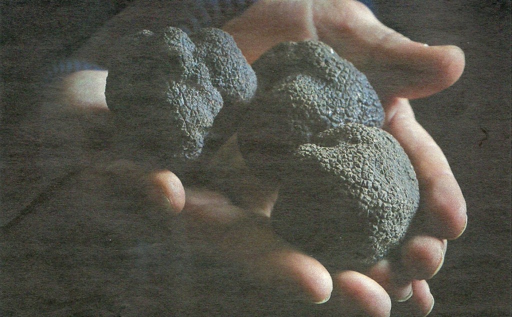 truffles