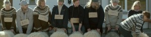 rams