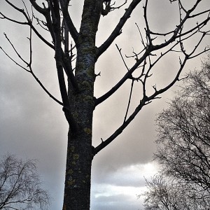Winter tree