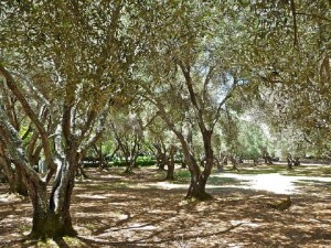 Olive Trees – Art Poskanzer