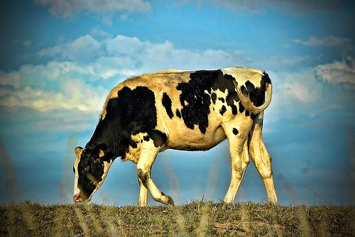 spanish-word-for-cow