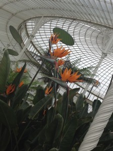 kibble palace 3
