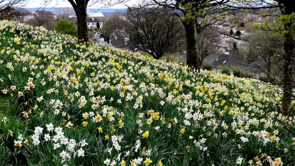 Daffodil Heaven above Glasgow