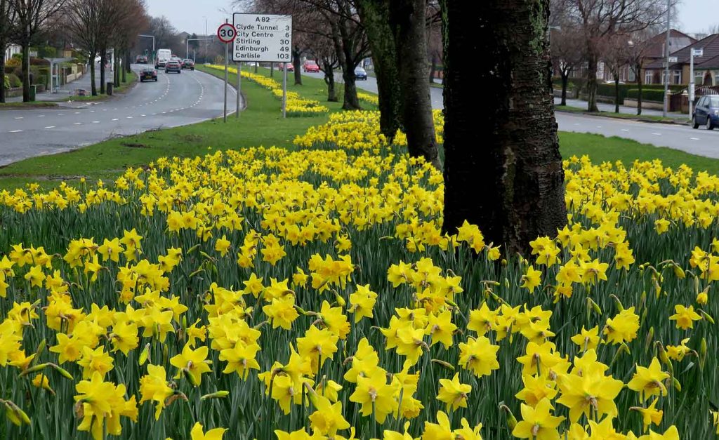 Golden Glory. Great Western Road in Spring