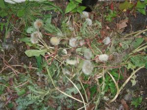 dandelions