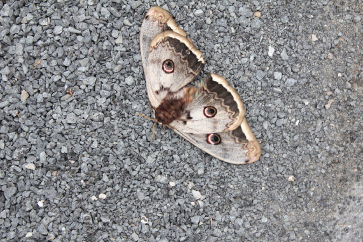 papillon