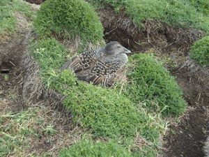 IOM Eider Duck