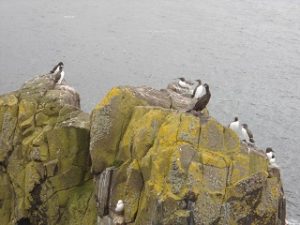 IOM Gannets