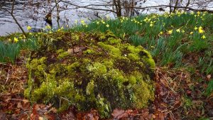 Kirriemuir daffodils