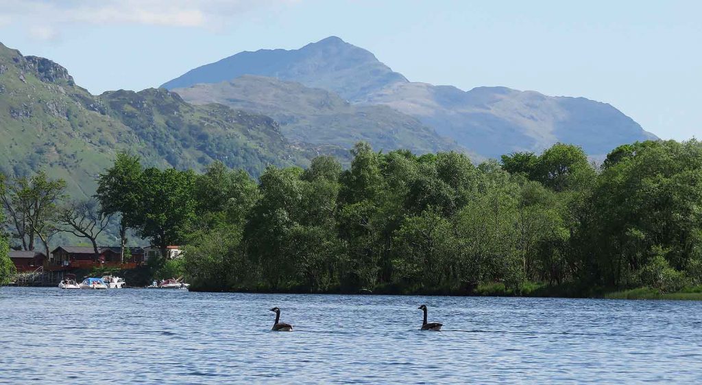 Canada Geese. River Falloch. Ben Lomond