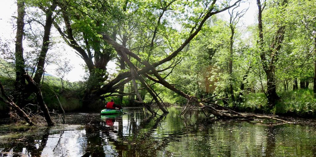 Careful kayaking under Fallen Trees