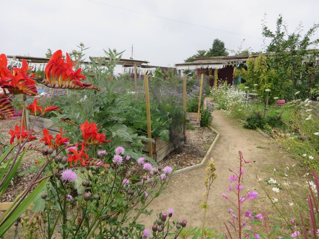 milton community garden and food hub community open day