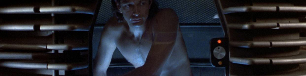 the fly