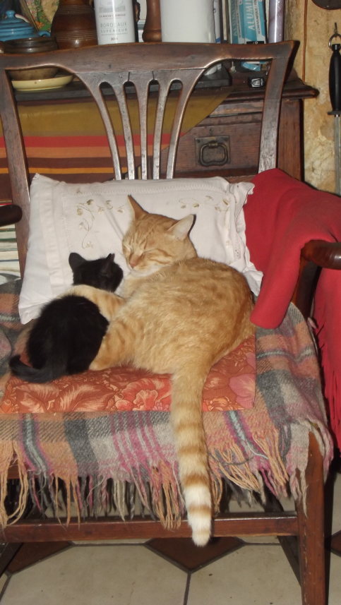 cats chair