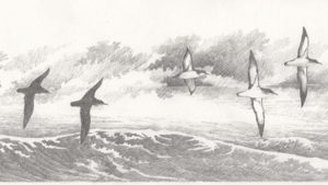 in a cloud of seabirds