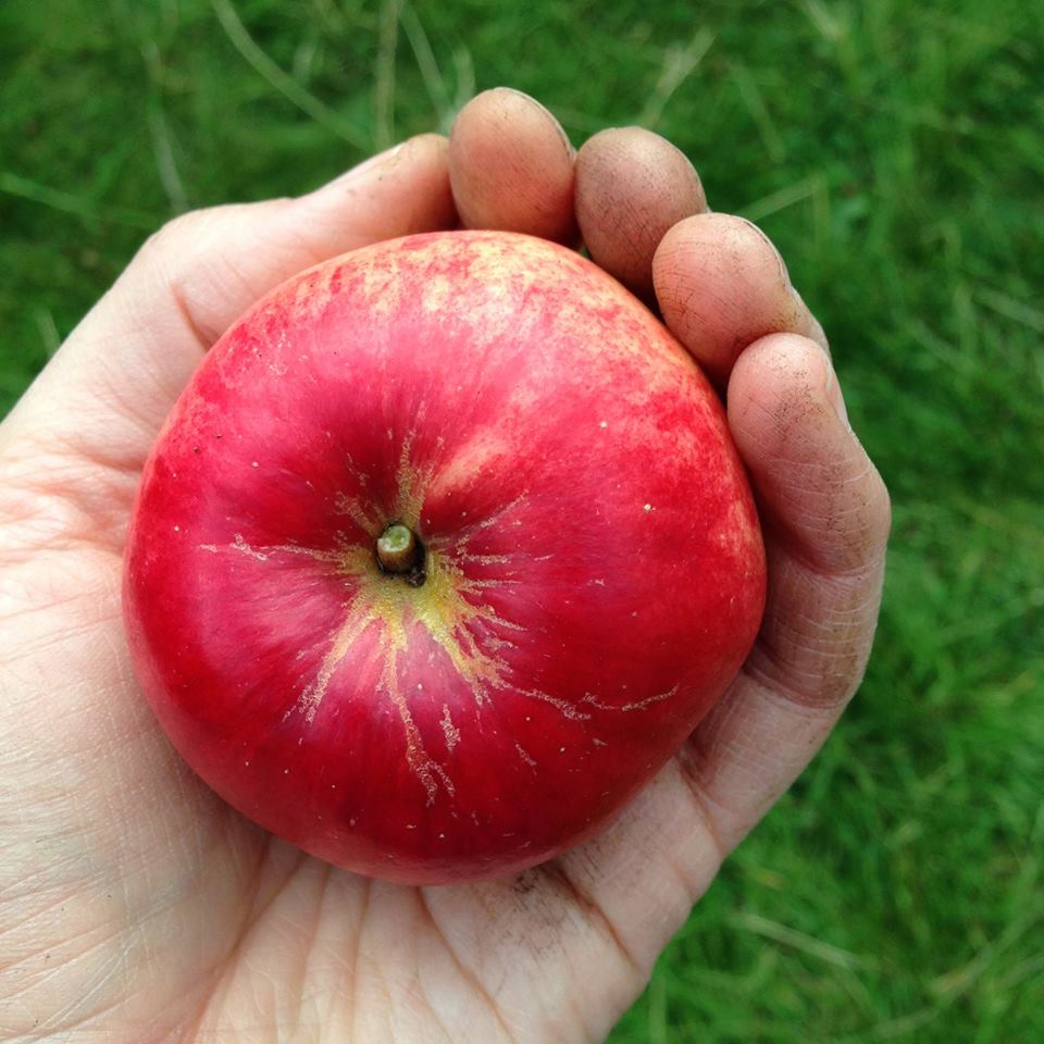 apple-orchard